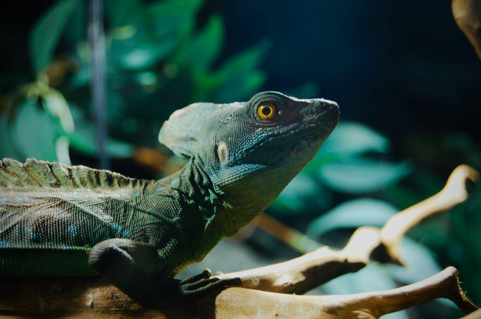 Reptiland, o aventura si o experienta educationala pentru familie si copii