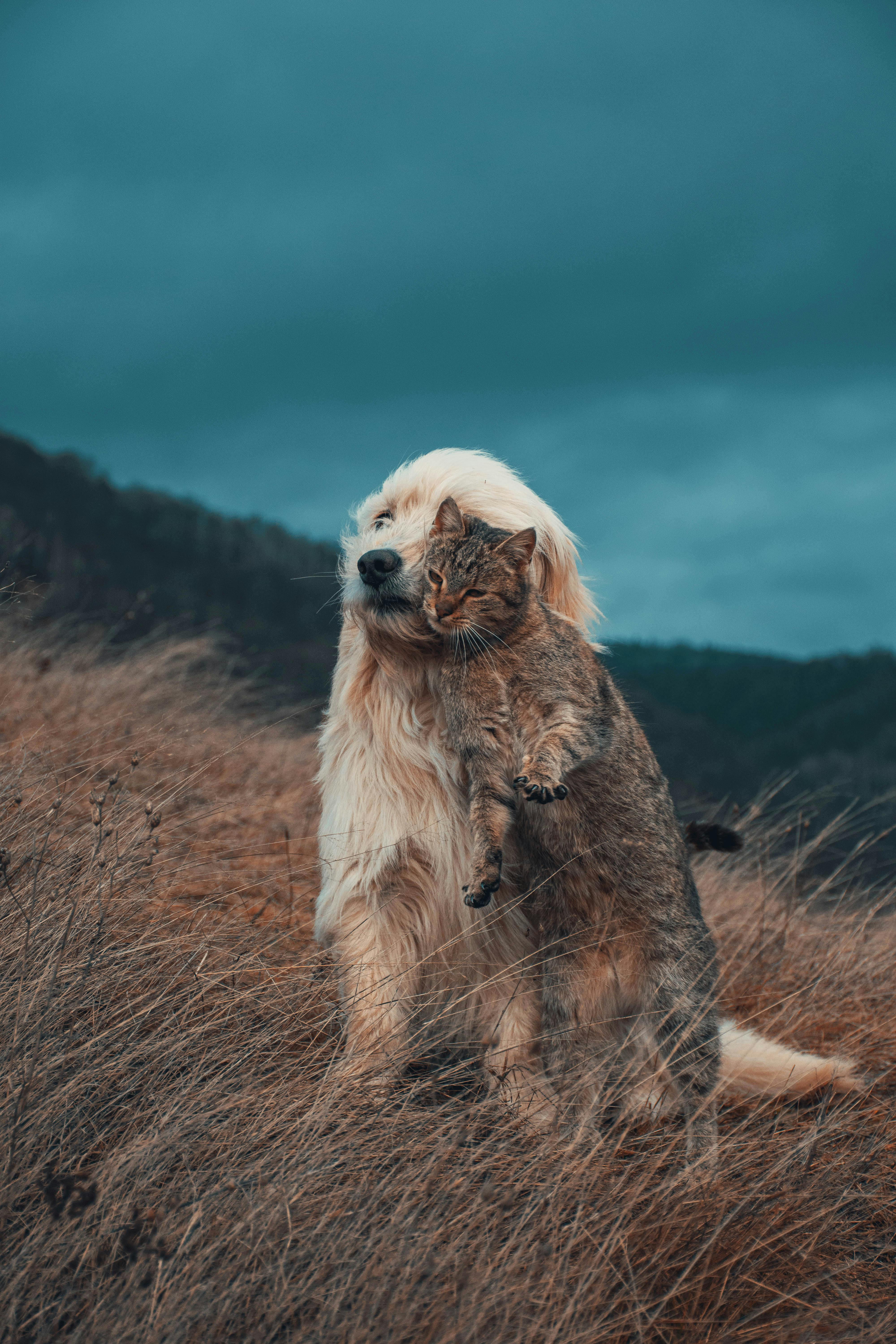 Animals @ Furry Friends 🐾