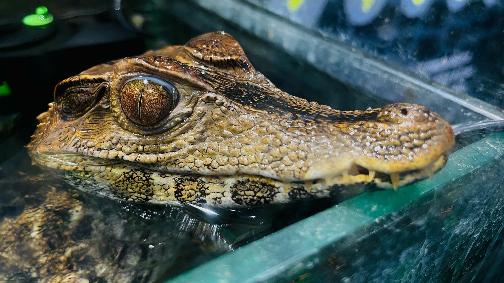 Descopera Reptiland Bucuresti – Aventura Educationala in Lumea Tropicala - FUNTIX